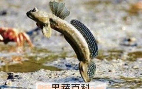跳跳鱼的营养价值与功效