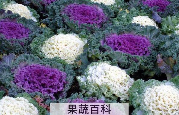 羽衣甘蓝怎么吃 羽衣甘蓝的食用方法