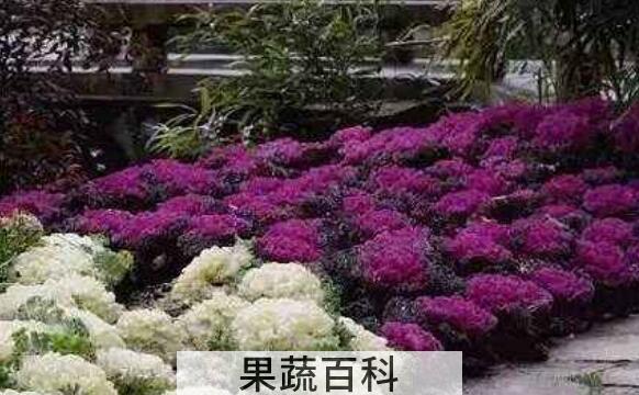 羽衣甘蓝怎么吃 羽衣甘蓝的食用方法