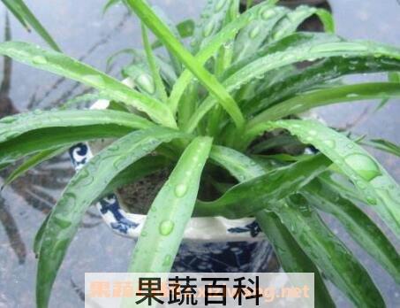 天兰草的作用及药用价值