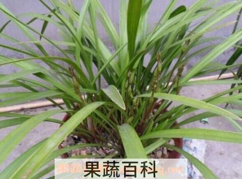 天兰草的作用及药用价值
