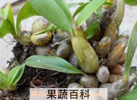 石串莲怎么养 石串莲的功效与作用