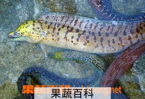 果蔬百科海鳗的功效与作用