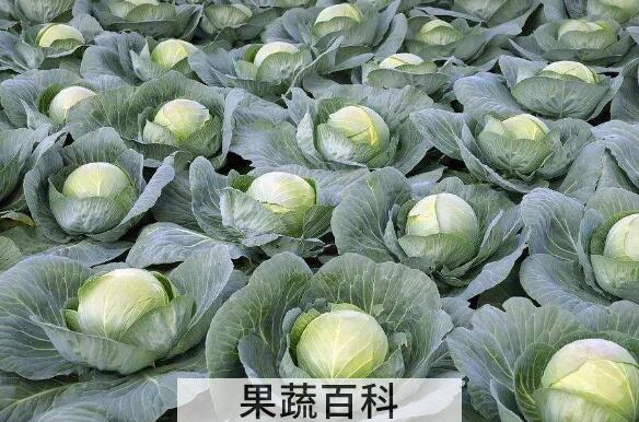 圆白菜和甘蓝如何区别 吃圆白菜的好处