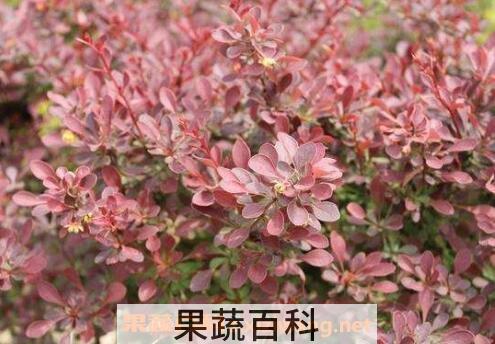 紫叶小檗的用途和应用