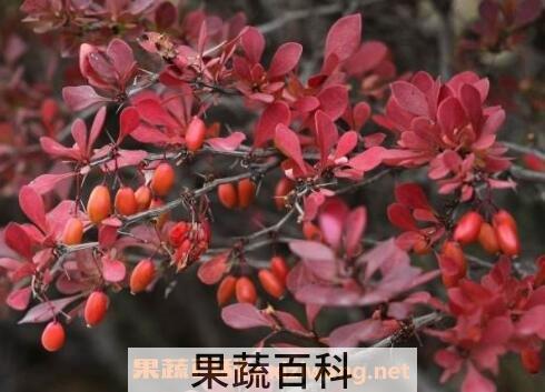 紫叶小檗的用途和应用