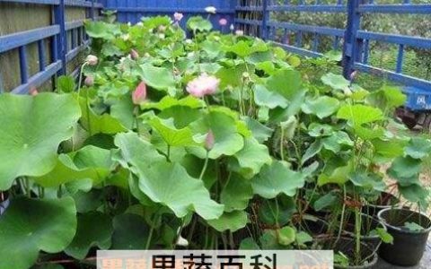 旱荷花的养殖方法和注意事项