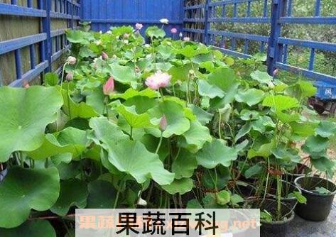 旱荷花的养殖方法和注意事项