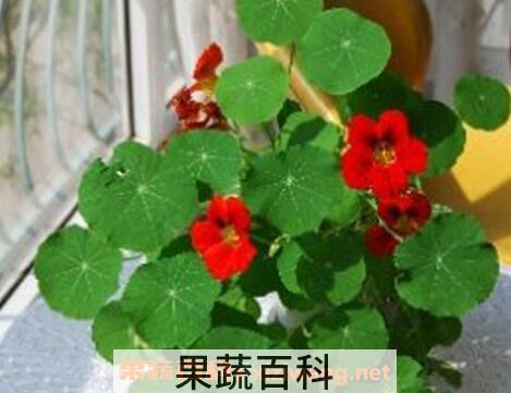 旱荷花的养殖方法和注意事项