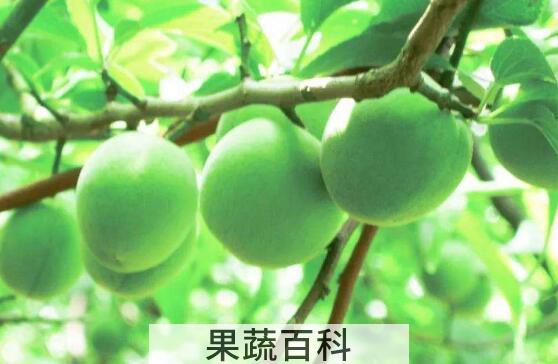 清青梅的功效和副作用