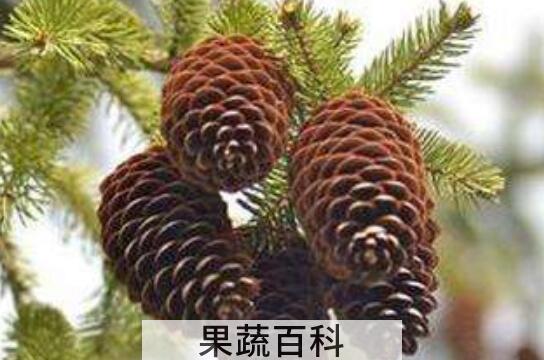 松果怎么吃 松果能吃吗