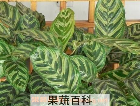 肖竹芋怎么养