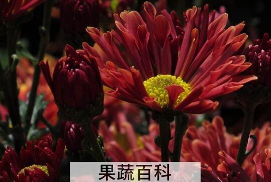 昆仑红菊的功效与作用