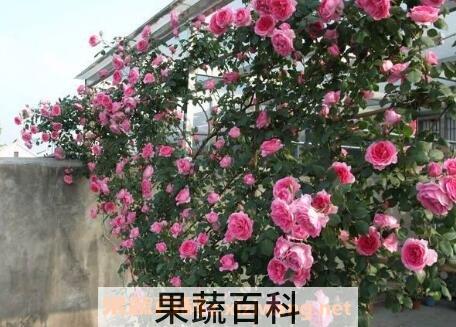爬藤月季花的养殖方法和注意事项
