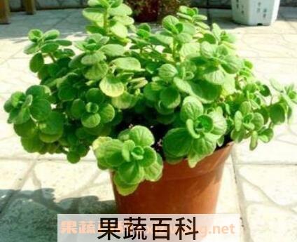 一抹香的养殖方法和注意事项