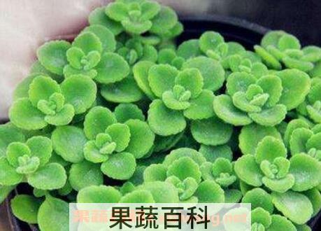 一抹香的养殖方法和注意事项