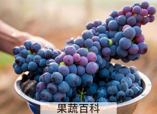 缺铁性贫血吃什么好 适合缺铁性贫血吃的食物