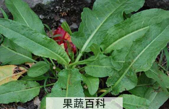 野菠菜怎么吃 野菠菜的食用方法
