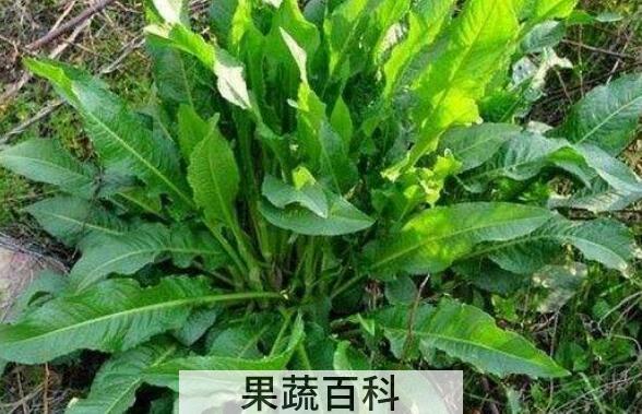 野菠菜怎么吃 野菠菜的食用方法