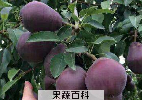 黑梨的功效与作用及食用方法