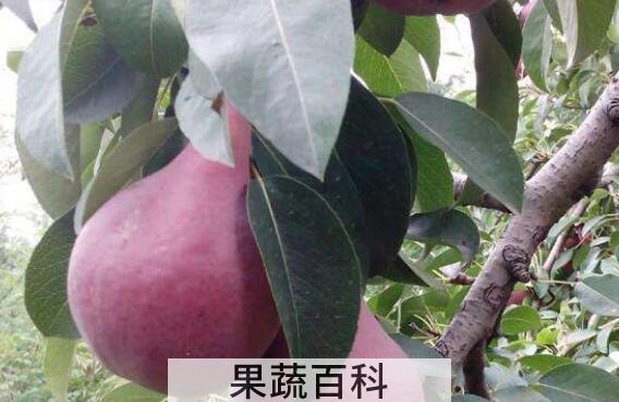 黑梨熬水的功效与作用