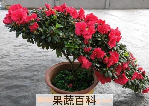 四季杜鹃花的养殖方法和注意事项