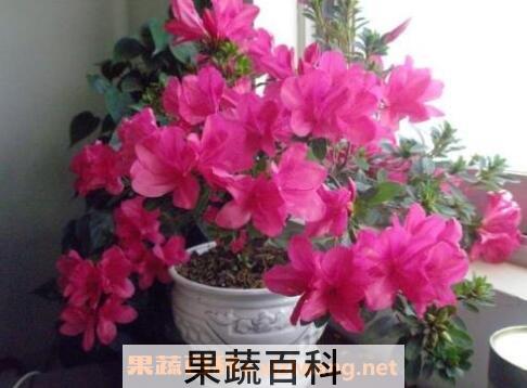 四季杜鹃花的养殖方法和注意事项