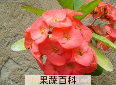 刺梅叶子发黄怎么回事 刺梅叶子发黄的原因