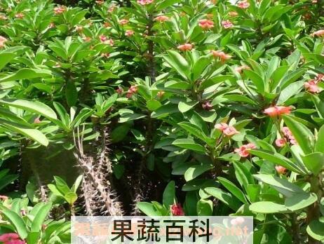 刺梅叶子发黄怎么回事 刺梅叶子发黄的原因