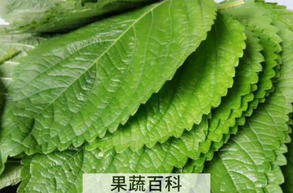 苏子菜怎么做好吃 苏子怎么做咸菜好吃