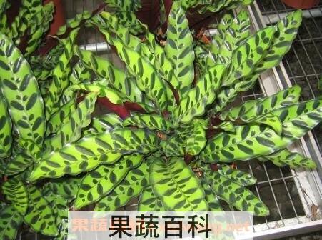 猫眼竹芋的养殖方法和注意事项