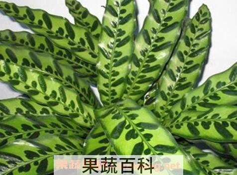 猫眼竹芋的养殖方法和注意事项