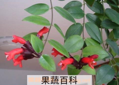 口红吊兰怎么扦插图解 口红吊兰怎么养