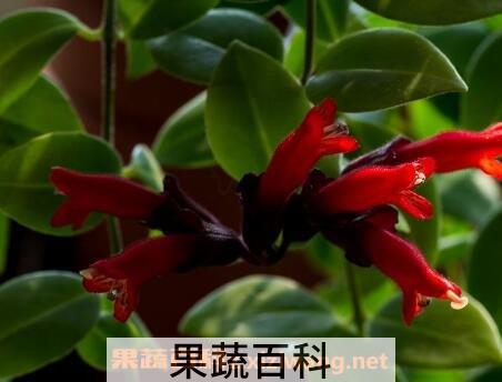 口红吊兰怎么扦插图解 口红吊兰怎么养