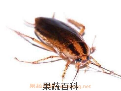 如何灭蟑螂 灭蟑螂的小窍门