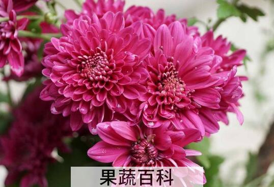 红菊花茶的功效与作用