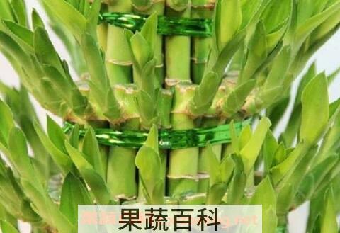 节节高叶子发黄怎么办