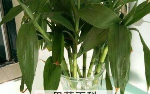 养水竹为什么要放铁钉 养水竹要注意什么