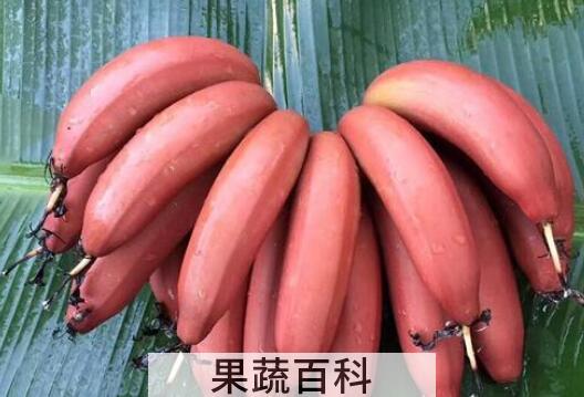 美人香蕉的功效与作用