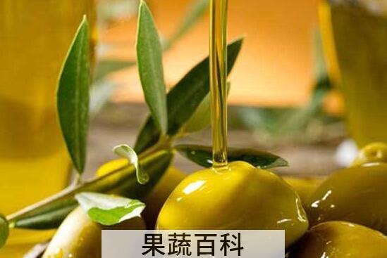 初榨橄榄油如何食用