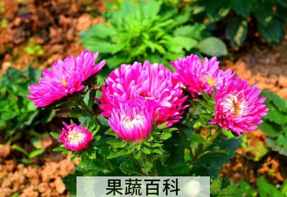 红菊花可以泡茶吗 红菊花茶泡水喝的功效