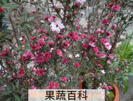 松红梅的养殖方法
