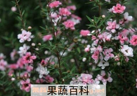 松红梅的养殖方法