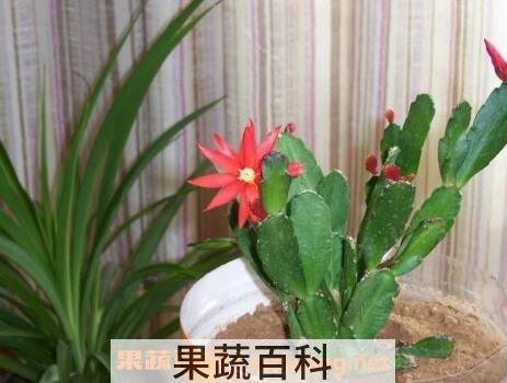 蟹爪兰不开花的原因