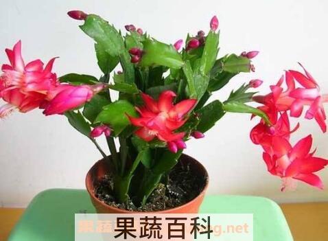 蟹爪兰不开花的原因