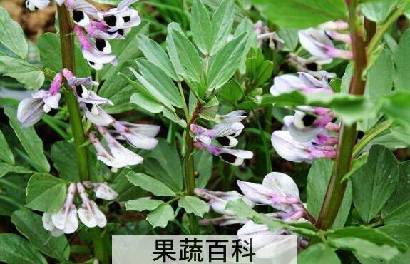 蚕豆叶的功效与作用及禁忌