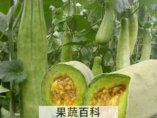羊角蜜的功效与作用及禁忌