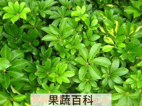 鹅掌柴的养殖方法和注意事项