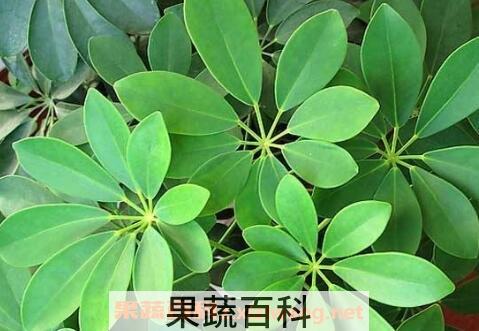 鹅掌柴的养殖方法和注意事项