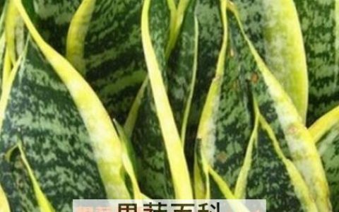 虎皮剑兰的养殖方法和注意事项